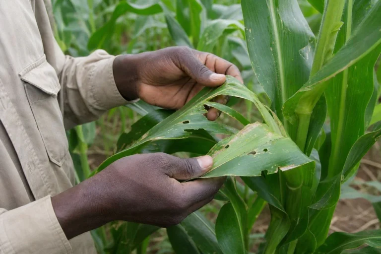 Farmer inspecting fall armyworm damage on maize leaves in central Malawi.