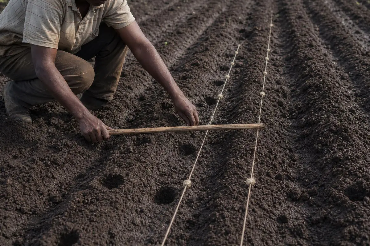 Farmer measuring maize planting stations with a marked rope and wooden stick in a prepared Malawian field