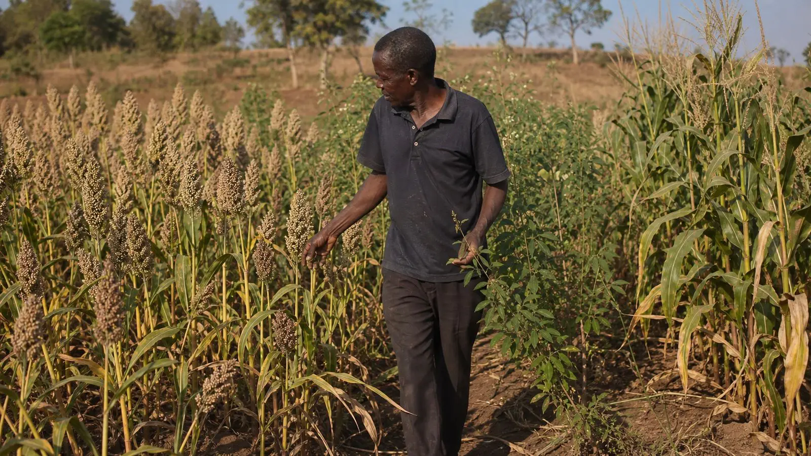 Drought-Resistant Crops for Malawian Farmers featured image