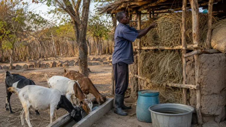 Mlimi akusunga chakudya cha ziweto pafupi ndi mbuzi, ng'oma yamadzi yophimbidwa ndi chomweramo choyera