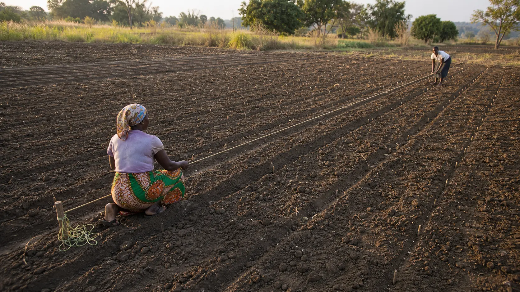 Two Malawian farmers measuring maize planting rows with a marked rope before planting.