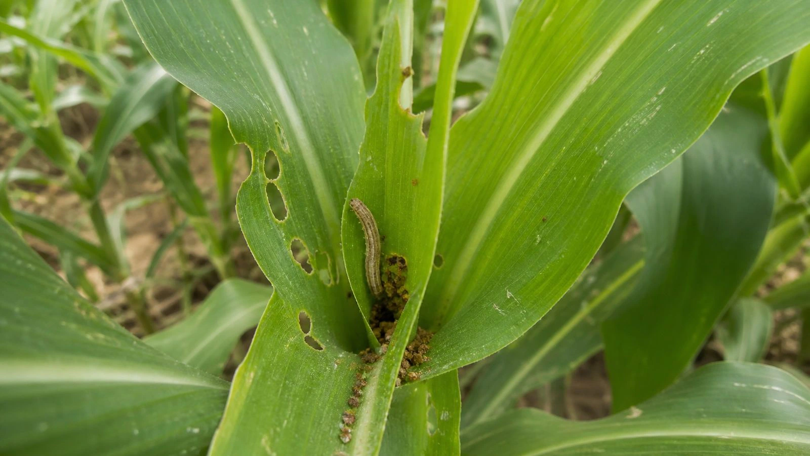 Safer Botanical Pest Control for Farmers in Malawi featured image